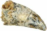 Serrated, Raptor Tooth - Real Dinosaur Tooth #234896-1